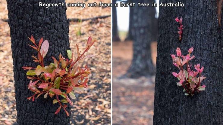 regrowth burnt tree australia - Regrowth coming out from a burnt tree in Australia