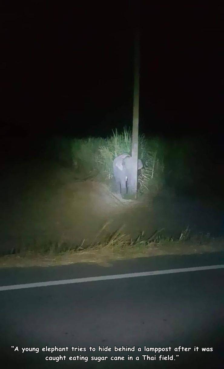 baby elephant tries to hide behind pole - "A young elephant tries to hide behind a lamppost after it was caught eating sugar cane in a Thai field."