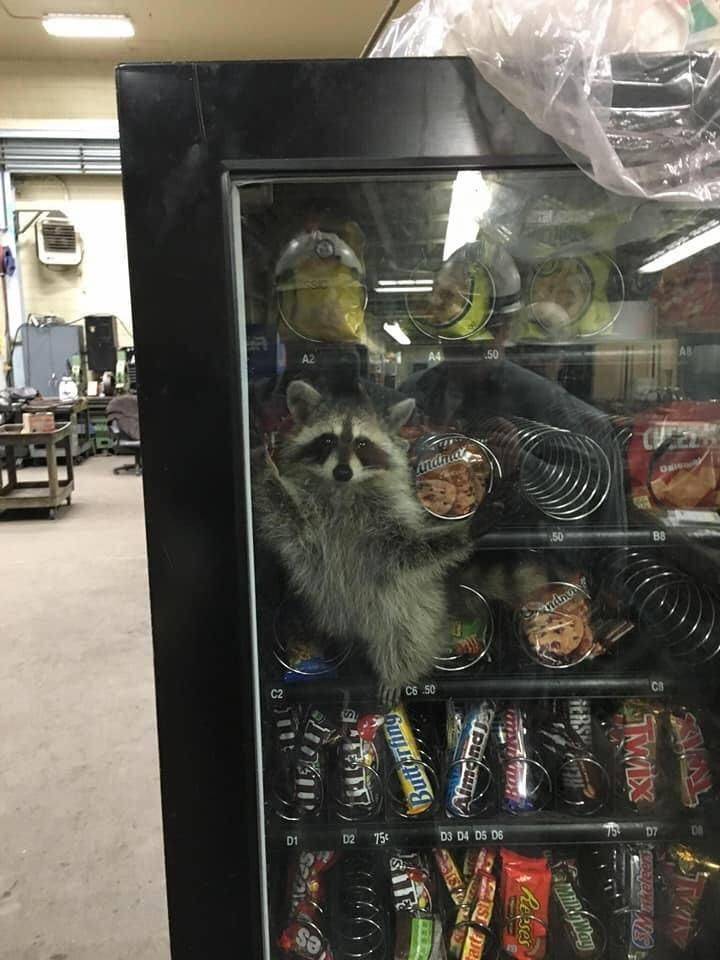 raccoon in vending machine - .50 ardner C2 c5.50 s Butterfing Amonds Smix D D1 D2 756 D3 D4 D5 D6 Cits 2 Veleerd Resses Way