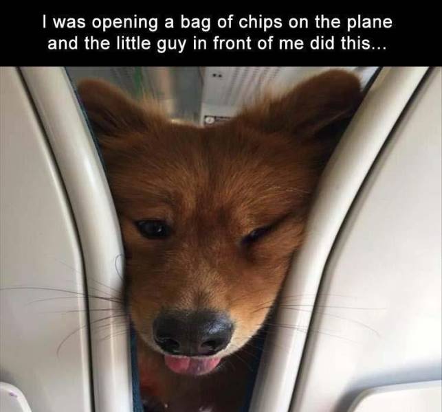 funny dog on plane - I was opening a bag of chips on the plane and the little guy in front of me did this...