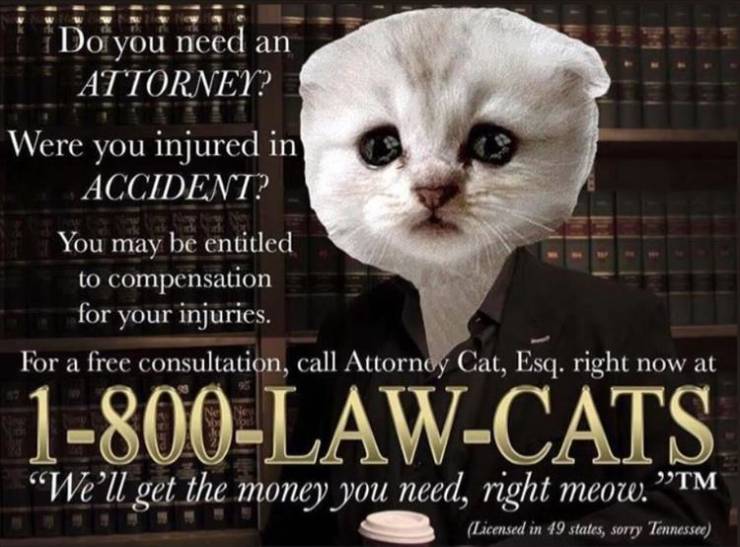 photo caption - Do you need an Attorney? Were you injured in Accident? You may be entitled to compensation for your injuries. For a free consultation, call Attornoy Cat, Esq. right now at 1800LawCats We'll get the money you need, right meow. Tm Licensed i