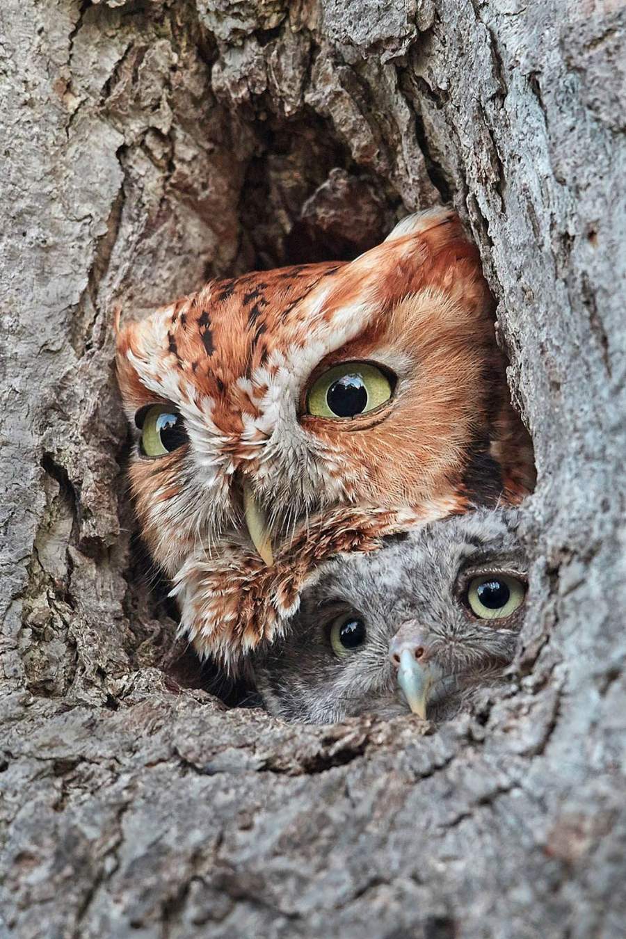 eastern screech owl owlet - 10