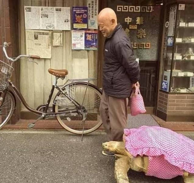 japanese man walks tortoise