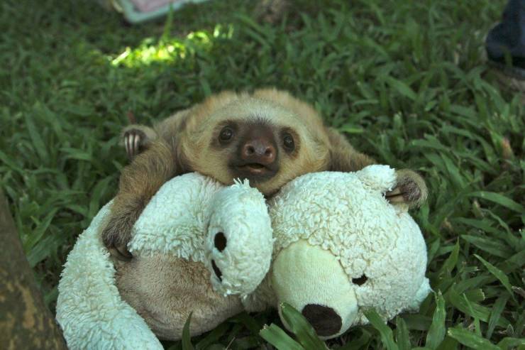 ridiculously cute cute sloths