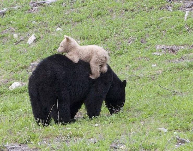 spirit bear and a black bear