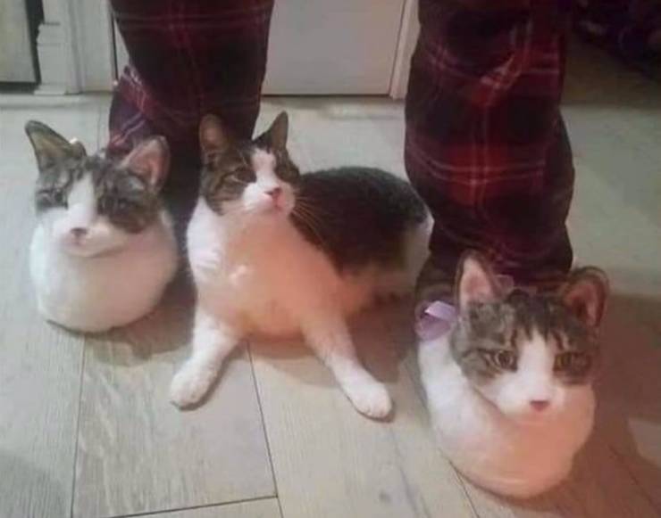realistic cat slippers