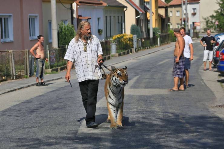 taking a tiger for a walk
