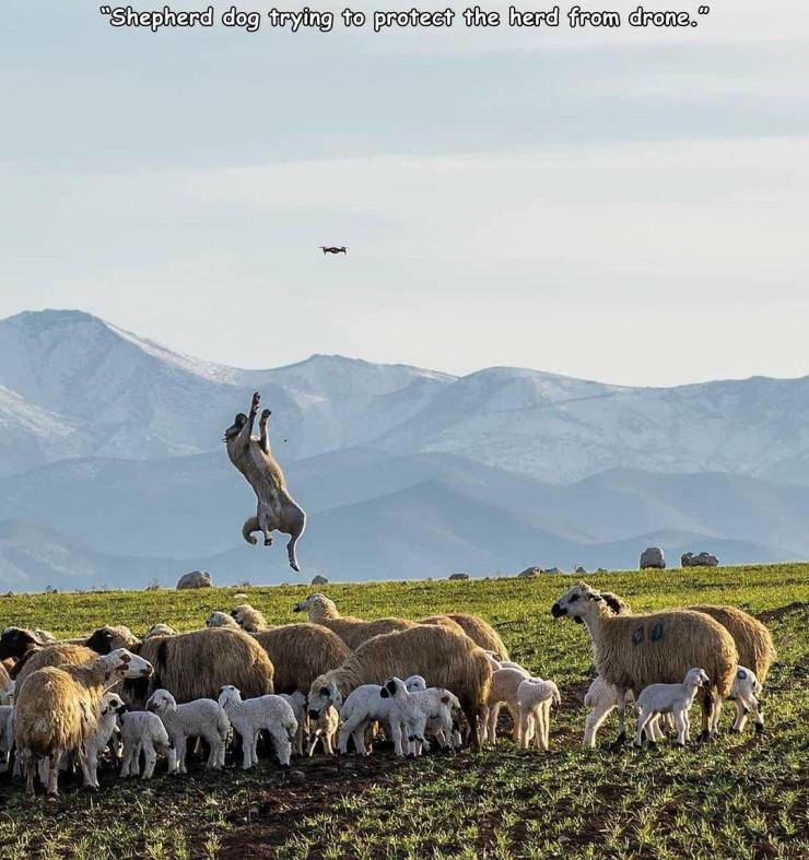 herd - "Shepherd dog trying to protect the herd from drone." Mador Cat