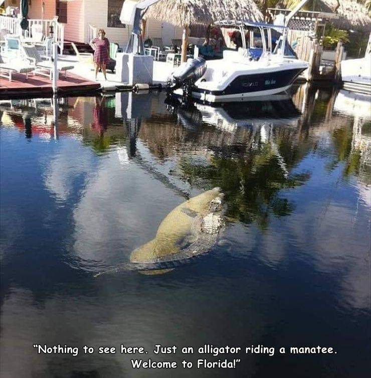 manatee and cordile - "Nothing to see here. Just an alligator riding a manatee. Welcome to Florida!"