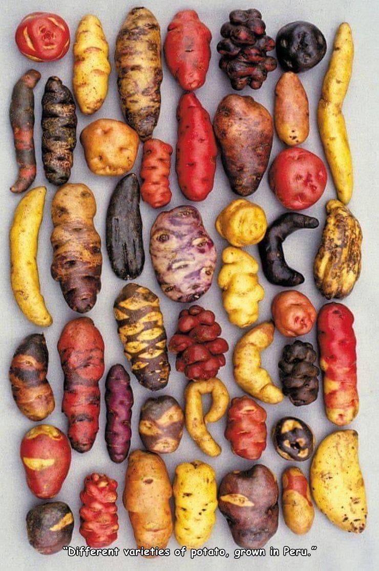 different types of potatoes in peru - "Different varieties of potato, grown in Peru."