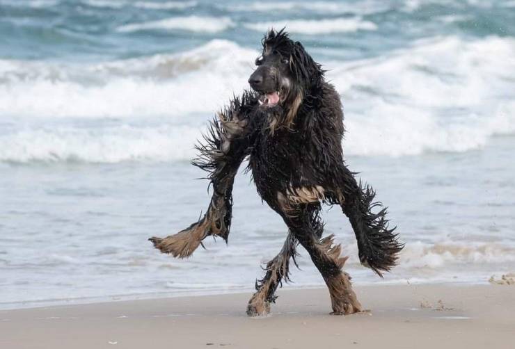 Dog On A Beach