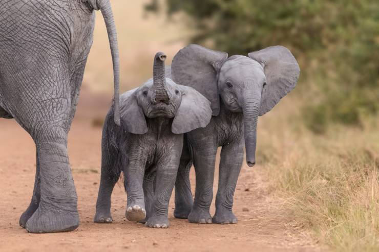 elephant baby name