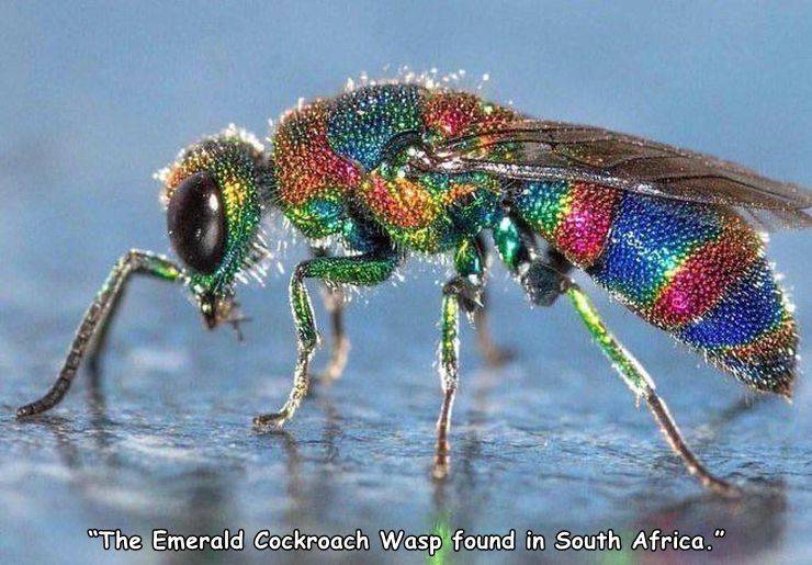 iridescent insects - "The Emerald Cockroach Wasp found in South Africa."