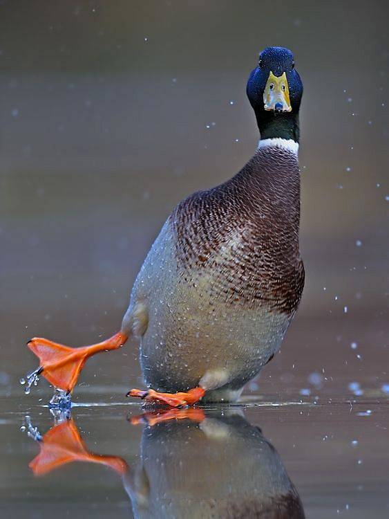 funny mallard duck