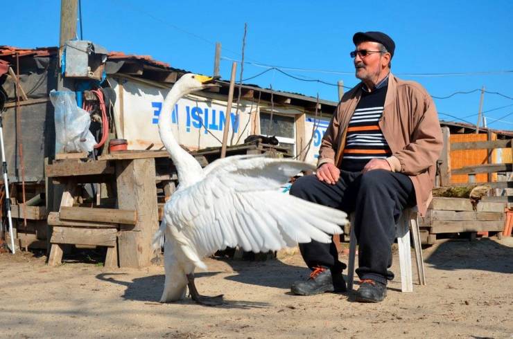 man is best friends with swan he rescued 37 years ago - Antisi