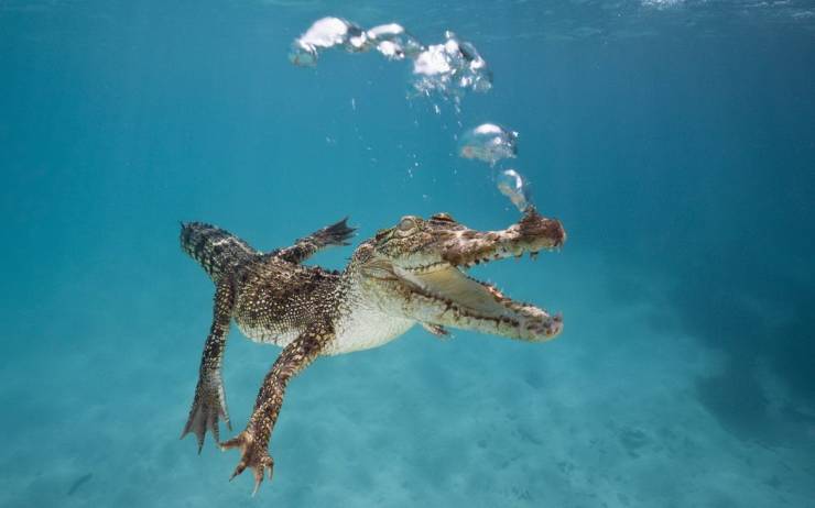 saltwater crocodile