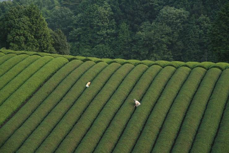 japanese tea fields