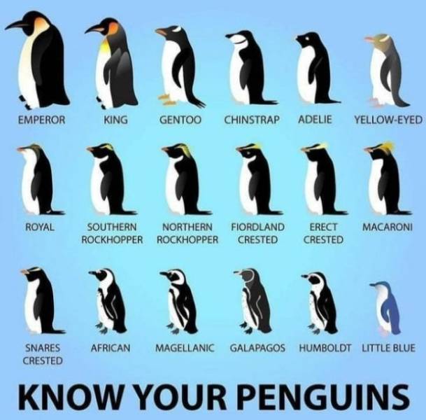 penguin types - Emperor King Gentoo Chinstrap Adelie YellowEyed Royal Macaroni Southern Northern Fiordland Rockhopper Rockhopper Crested Erect Crested Snares Crested African Magellanic Galapagos Humboldt Little Blue Know Your Penguins