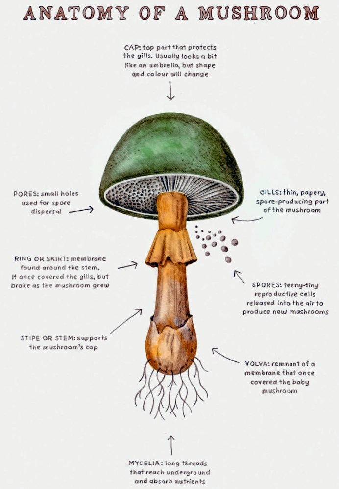Anatomy Of A Mushroom Cap top part that protects the gills. Usually looks a bit an umbrella, but shape and colour will change t Pores small holes used for spore dispersal Gills thin, papery, sporeproducing port of the mushroom Ring Or Skirt membrane found