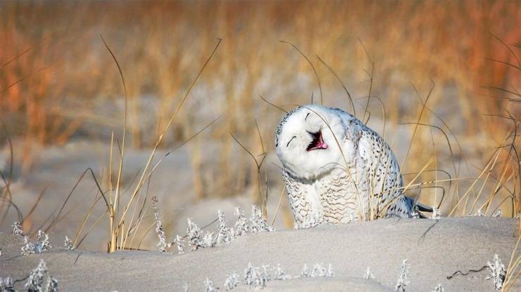 snowy owl laughing - of