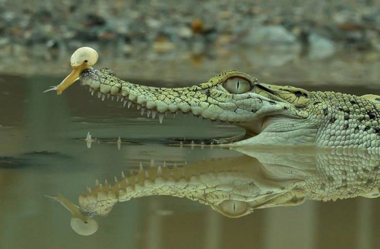 crocodile nose