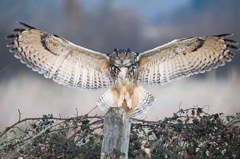 eurasian eagle owl wings - Ver