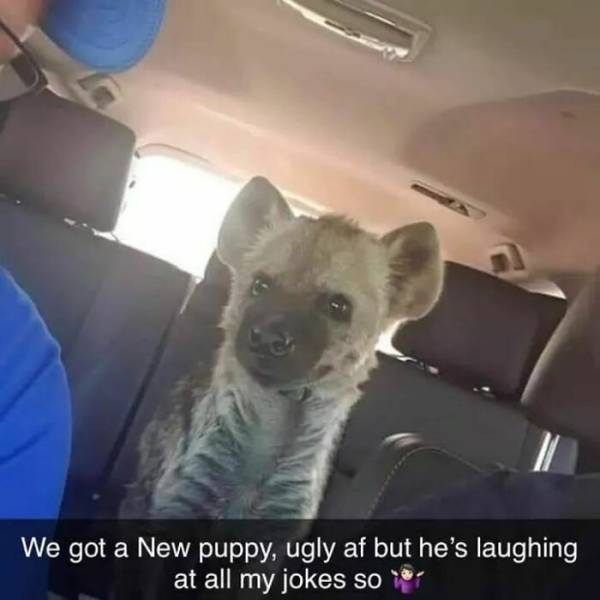 we got a new puppy hyena - We got a New puppy, ugly af but he's laughing at all my jokes so