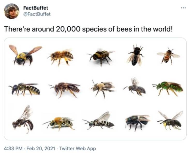 bee names - FactBuffet There're around 20,000 species of bees in the world! . Twitter Web App