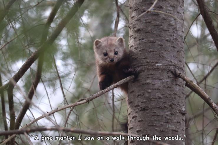 viral pics - mink - "A pine marten I saw on a walk through the woods."