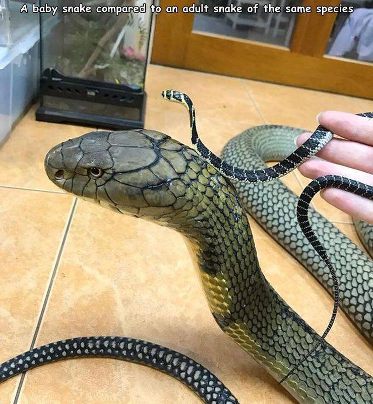 viral pics - king cobra thailand - A baby snake compared to an adult snake of the same species