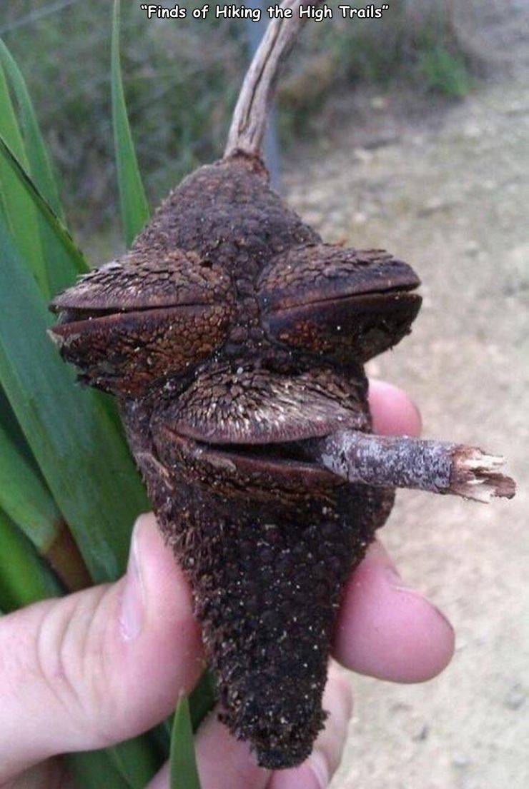 viral pics - seed pod banksia - "Finds of Hiking the High Trails"