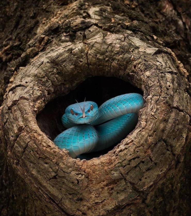 viral pics - turquoise