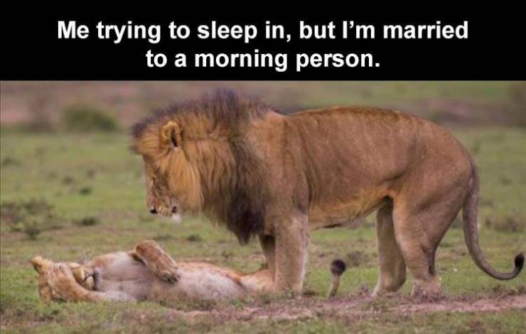 funny animal - Me trying to sleep in, but I'm married to a morning person.