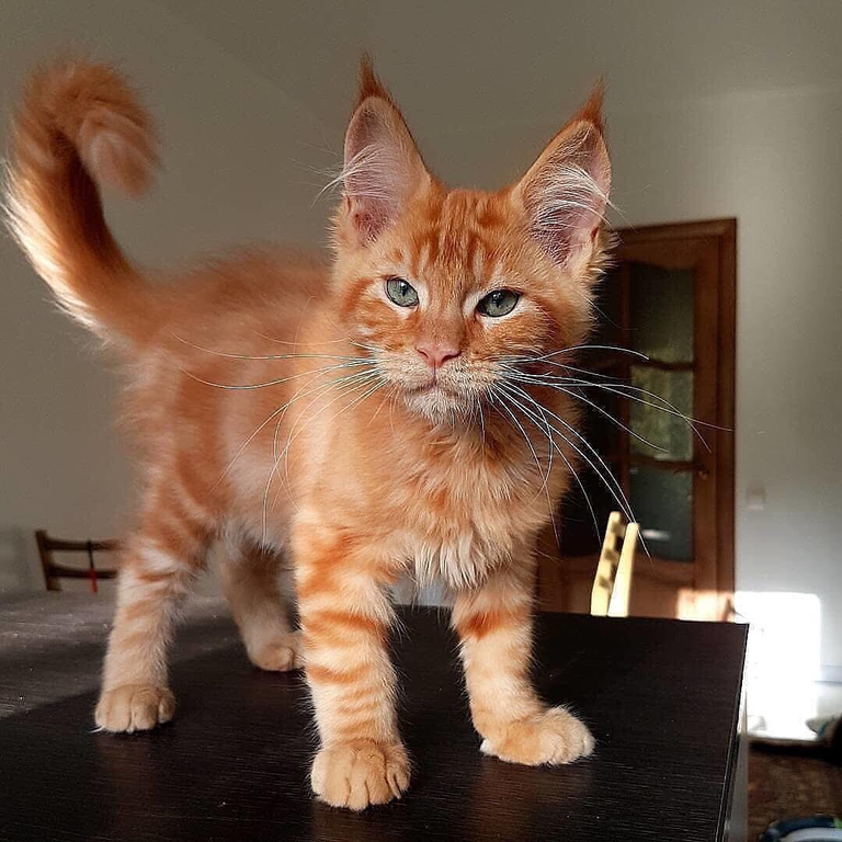 cute ginger cat - Hh