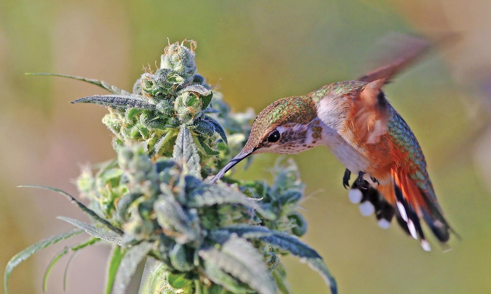 awesome pics - cannabis bird