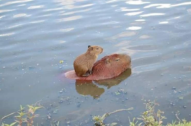awesome pics - swimming baby capybara