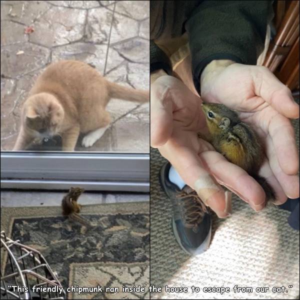 awesome pics - fauna - "This friendly chipmunk ran inside the house to escape from our cat.