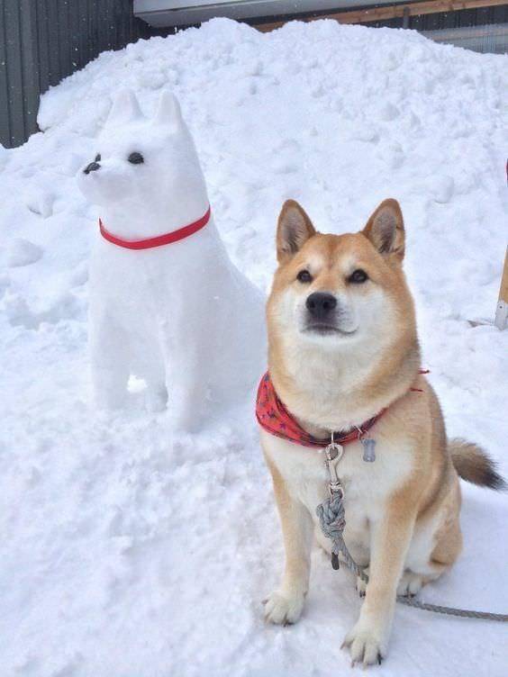 awesome pics - snowman doge -