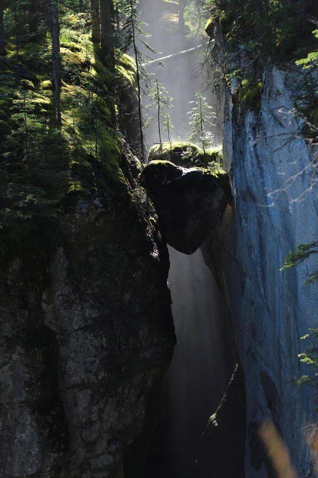 awesome pics - heart of the forest jasper national park