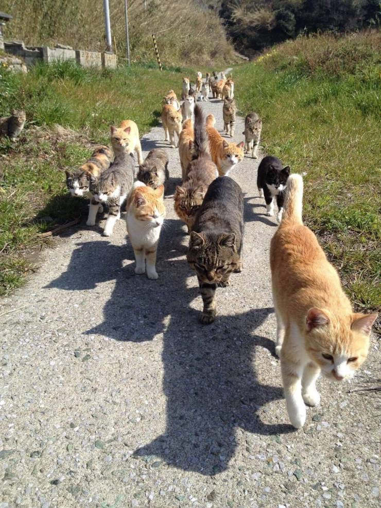 awesome pics - cats walking down path