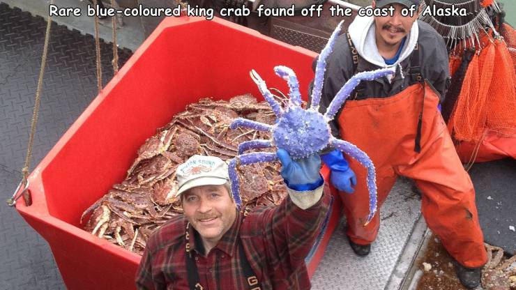 funny king crab - Rare bluecoloured king crab found off the coast of Alaska G