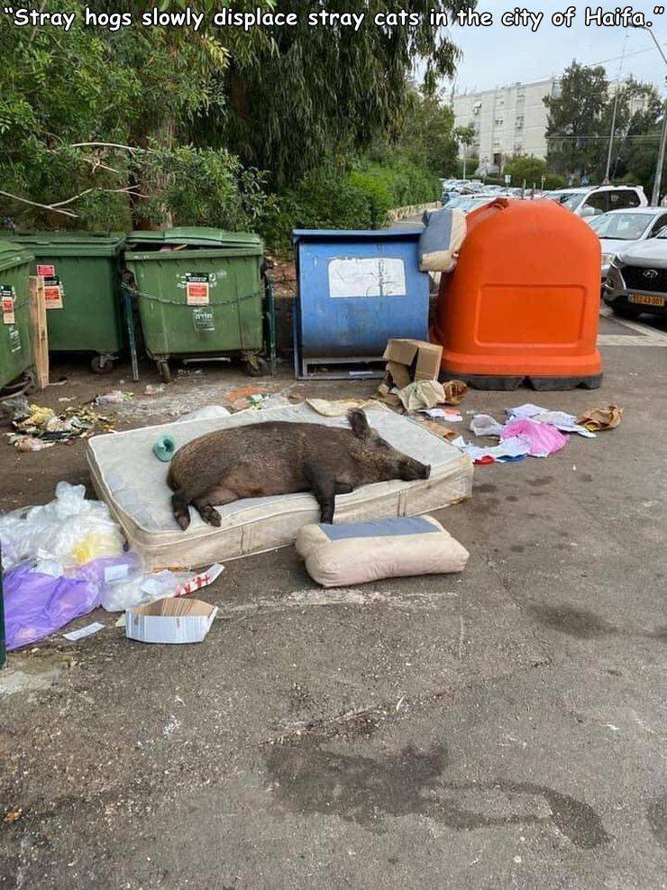 Wild boar - 00 "Stray hogs slowly displace stray cats in the city of Haifa.