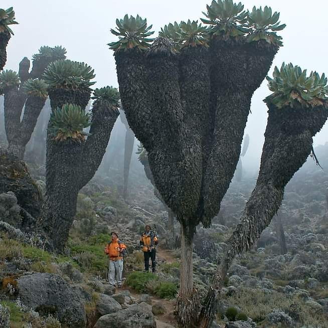 prehistoric plants in kilimanjaro