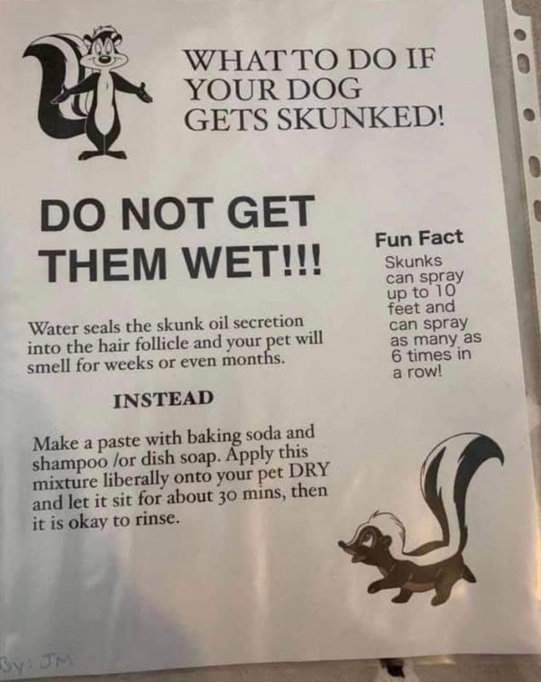 poster - w What To Do If Your Dog Gets Skunked! Do Not Get Them Wet!!! Fun Fact Skunks can spray up to 10 feet and can spray as many as 6 times in a row! Water seals the skunk oil secretion into the hair follicle and your pet will smell for weeks or even 