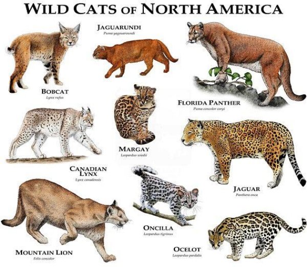 north american cats - Wild Cats Of North America Jaguarundi Bobcat Florida Panther Margay disini Canadian Lynx Jaguar Oncilla Life Ocelot Mountain Lion Felismer