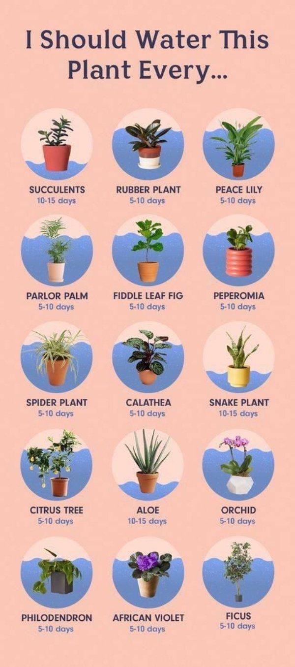 most popular house plants - I Should Water This Plant Every... Succulents 1015 days Rubber Plant 510 days Peace Lily 510 days Parlor Palm 510 days Fiddle Leaf Fig 510 days Peperomia 510 days Spider Plant 510 days Calathea 510 days Snake Plant 1015 days Ci