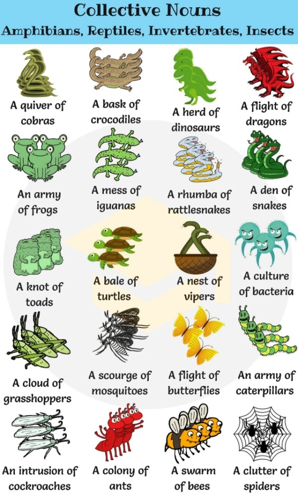 group of animals names - Collective Nouns Amphibians, Reptiles, Invertebrates, Insects A quiver of cobras A bask of crocodiles A herd of dinosaurs A flight of dragons An army of frogs A mess of iguanas A rhumba of rattlesnakes A den of snakes 2 A knot of 