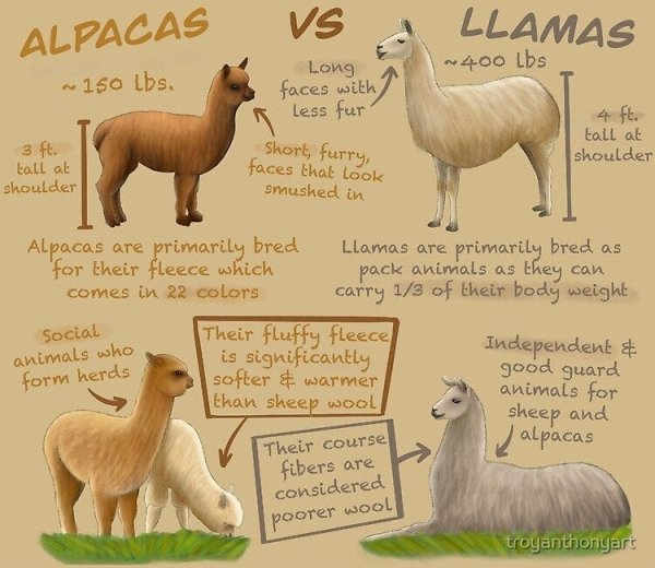 fauna - Vs Llamas Alpacas 400 Lbs ~150 lbs. Long faces with less fur 4 ft. tall at shoulder 3 ft. tall at shoulder short, furry, faces that look Smushed in Social animals who form herds Alpacas are primarily bred Llamas are primarily bred as for their fle