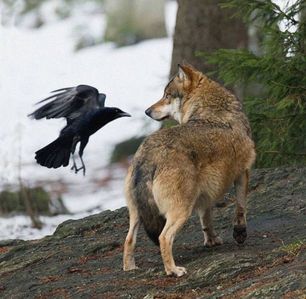 raven and wolf