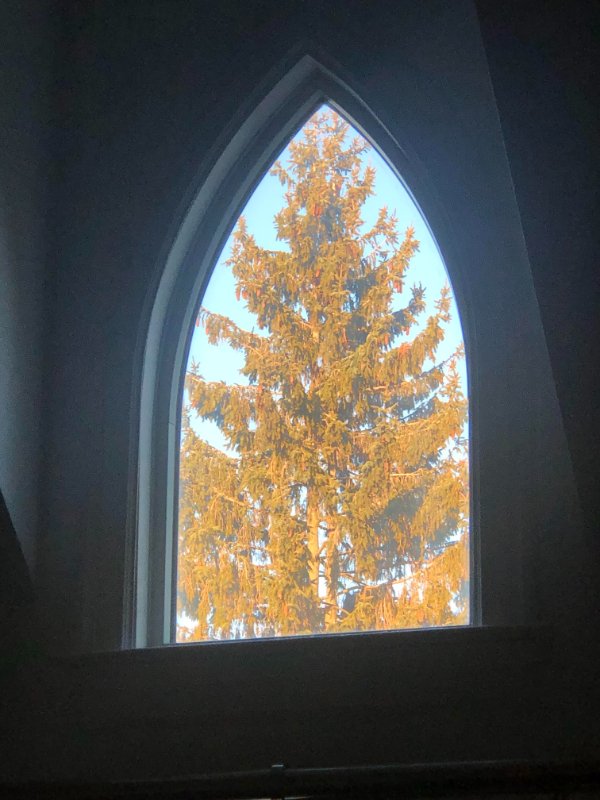 My neighbors tree fits perfectly in my window